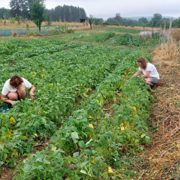 maraîchage participatif